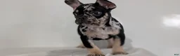 French Bulldog dogs for sale: Jax  - Ad 12