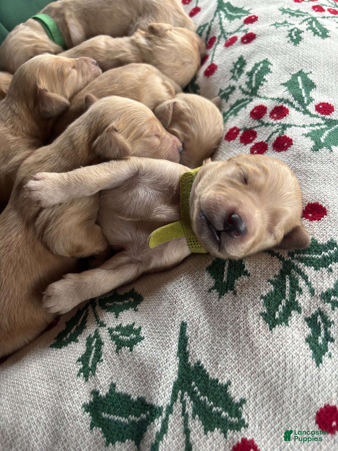 Goldendoodle dogs for sale: Cedar - Ad 6