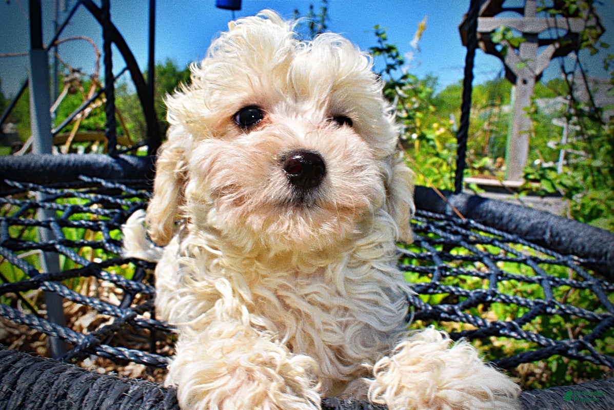 Havapoo dogs Nash - Ad 3