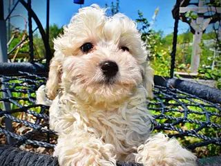 Havapoo dogs Nash - Ad 3