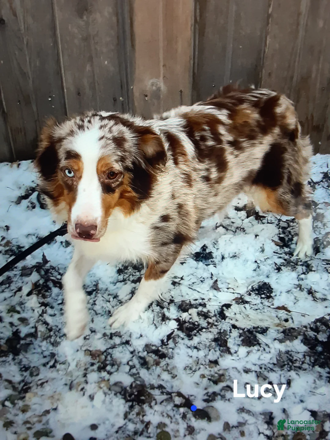 Australian Shepherd dogs for sale: Dutchess  - Ad 3