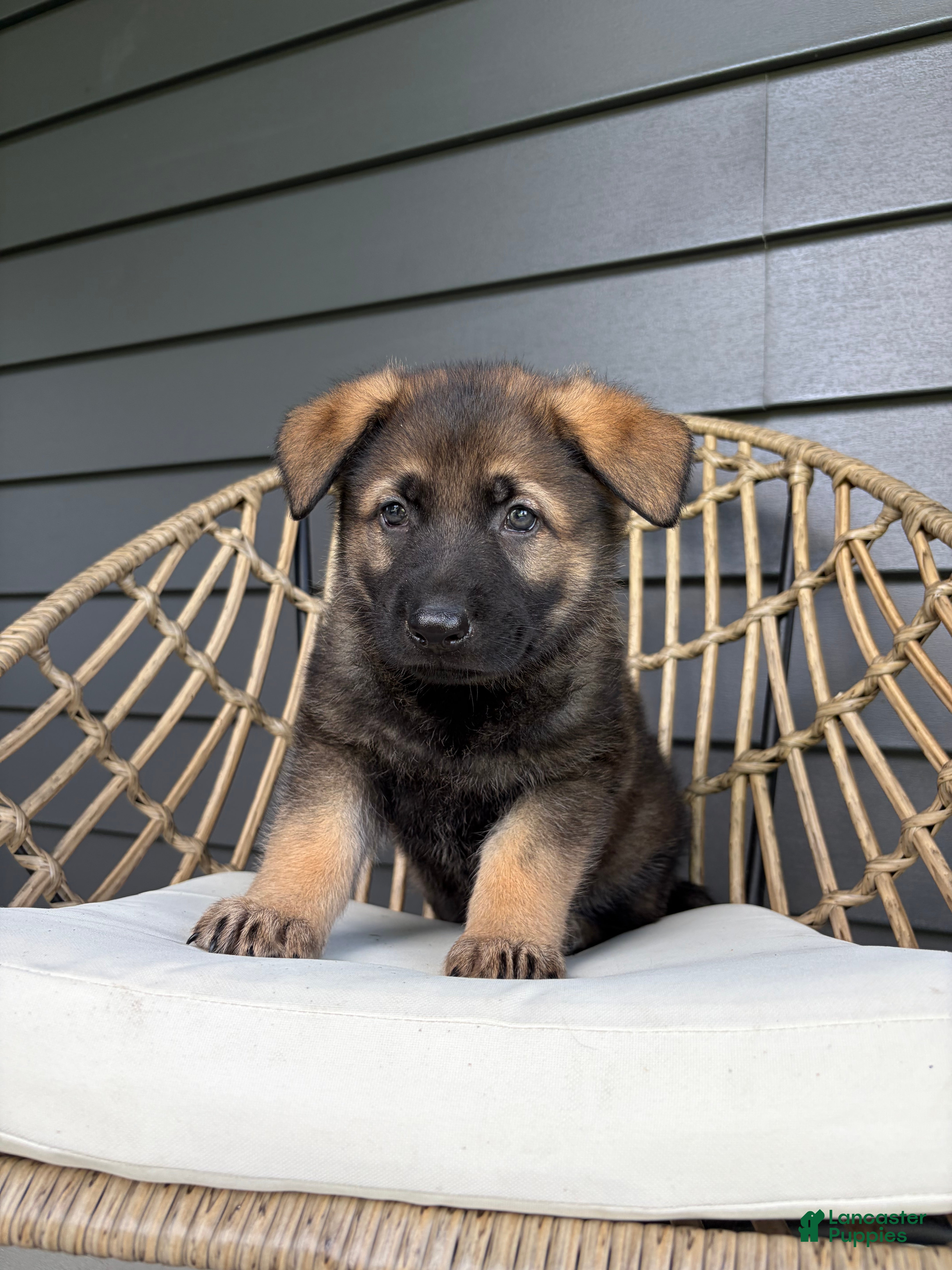 German Shepherd dogs Duke - Ad 1
