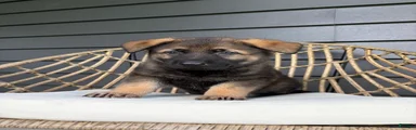Duke