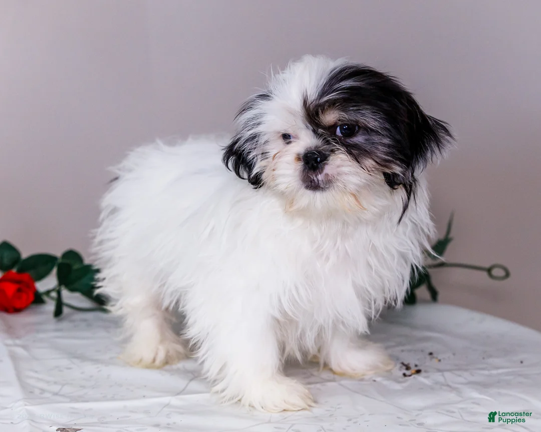 Shih Tzu dogs for sale: Lanceton - Ad 13