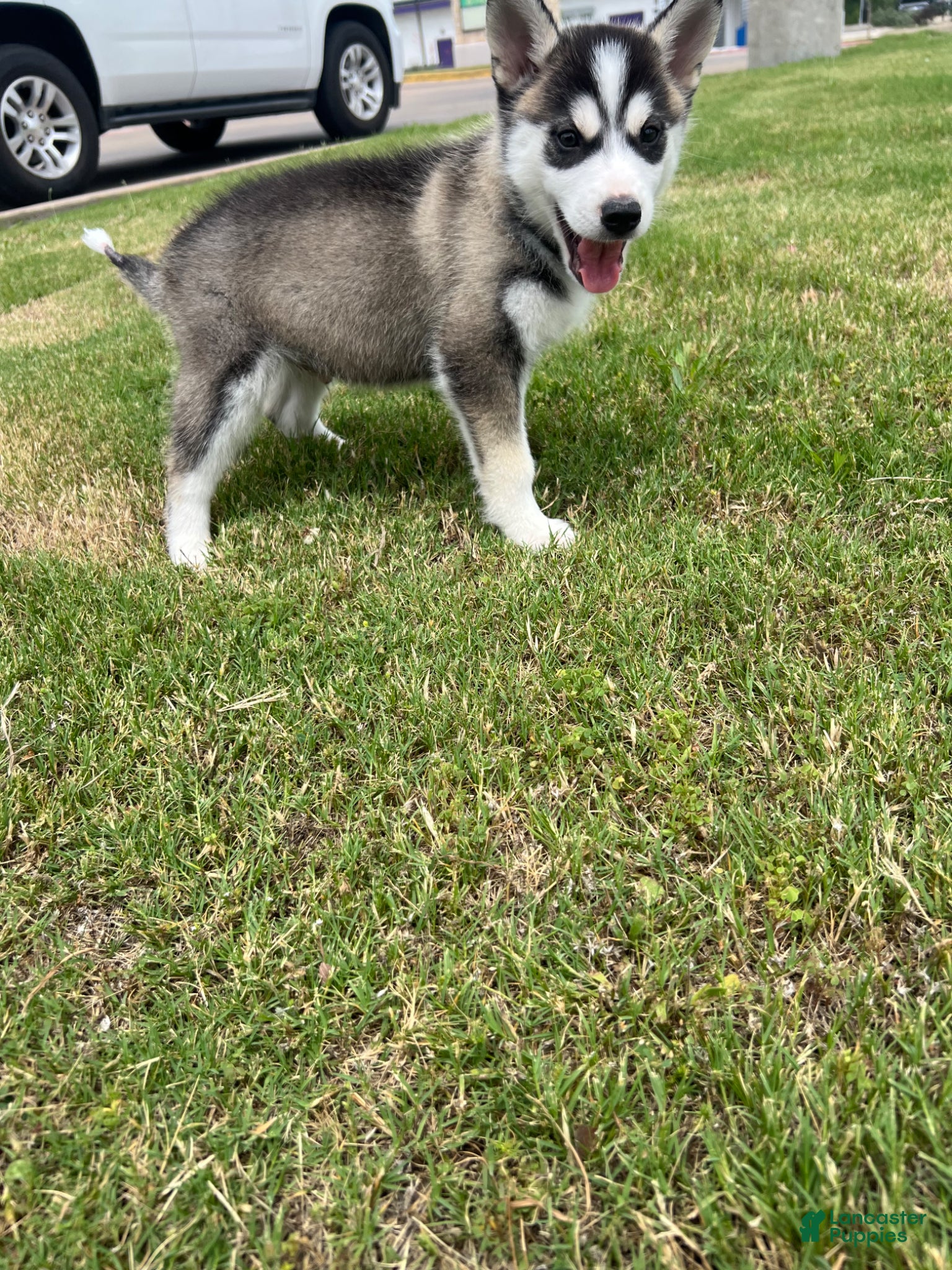 Siberian Husky dogs for sale: Siberian Husky Puppy 1 - Ad 1