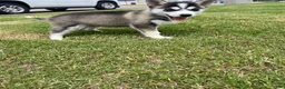 Siberian Husky dogs for sale: Siberian Husky Puppy 1 - Ad 1