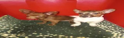 Chihuahua dogs for sale: Rat-Chi  - Ad 7