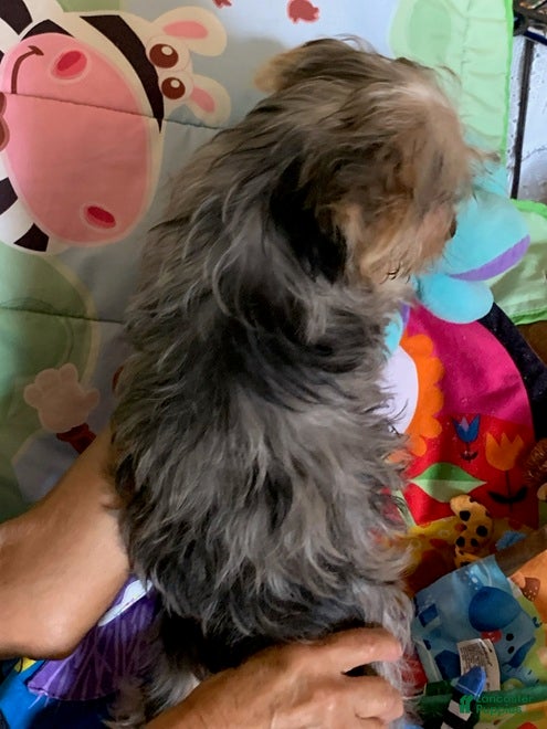 Yorkshire Terrier dogs Yorkshire Terrier Puppy *MERLE Male  - Ad 2