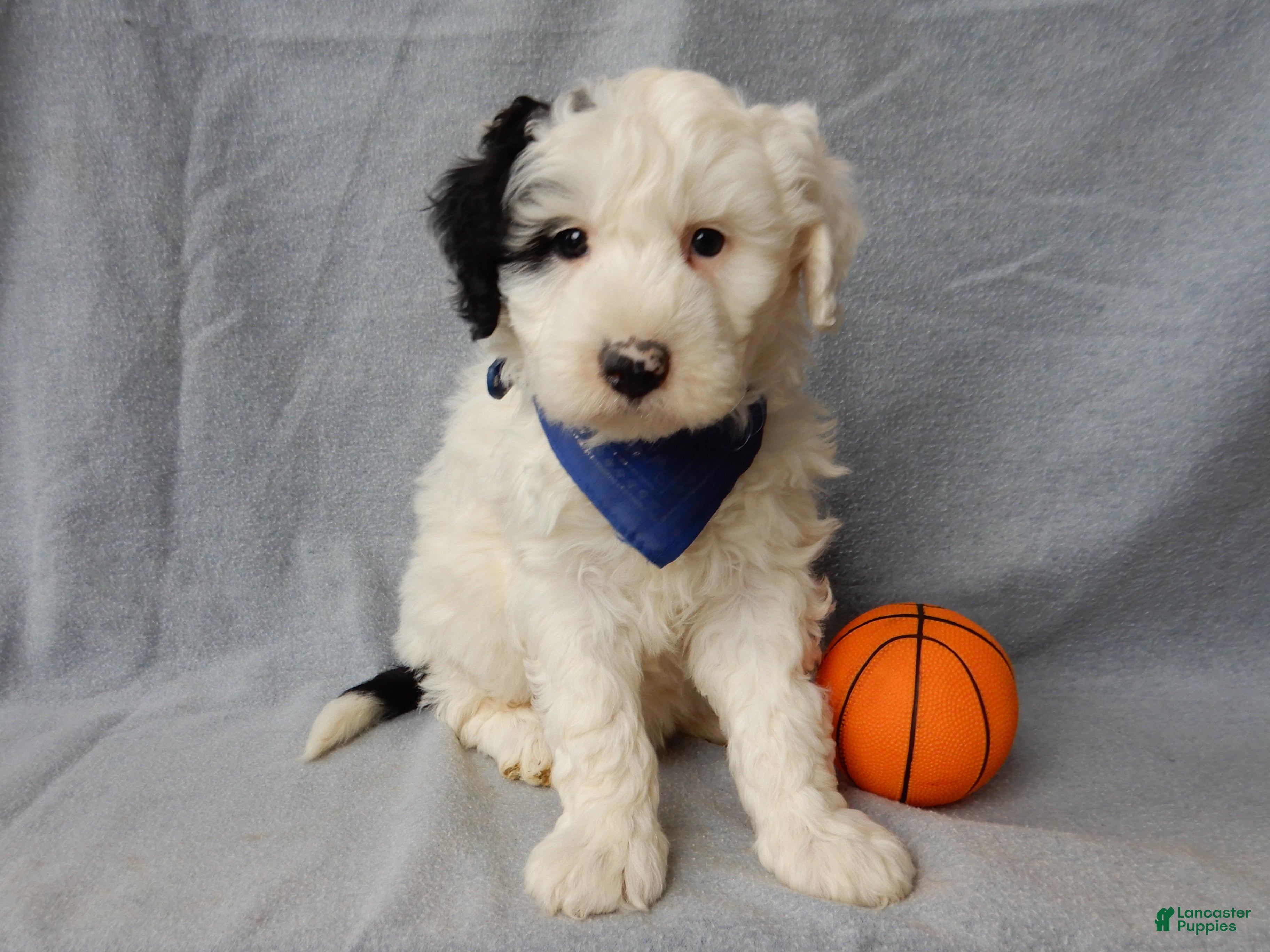 Sheepadoodle dogs Alec - Ad 3