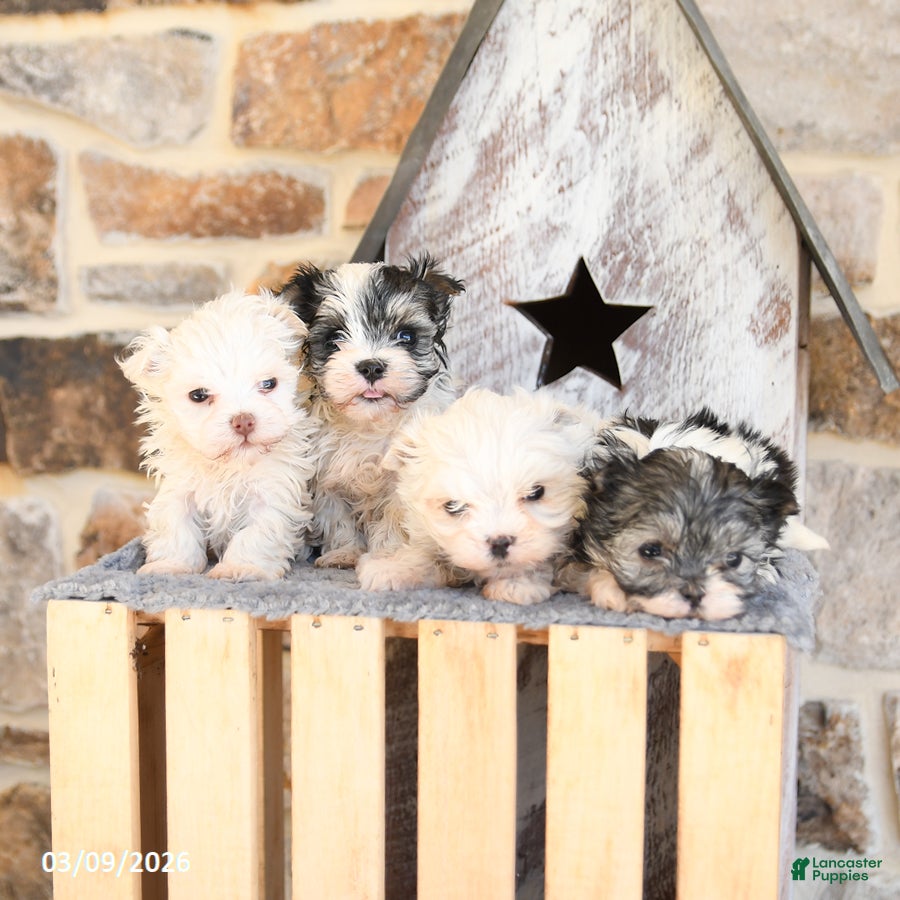 Maltipom dogs Muffin - Ad 2