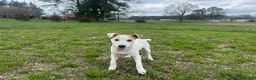 Jack Russell Terrier dogs for sale: Jack Russell Terrier Boy 1 - Ad 4