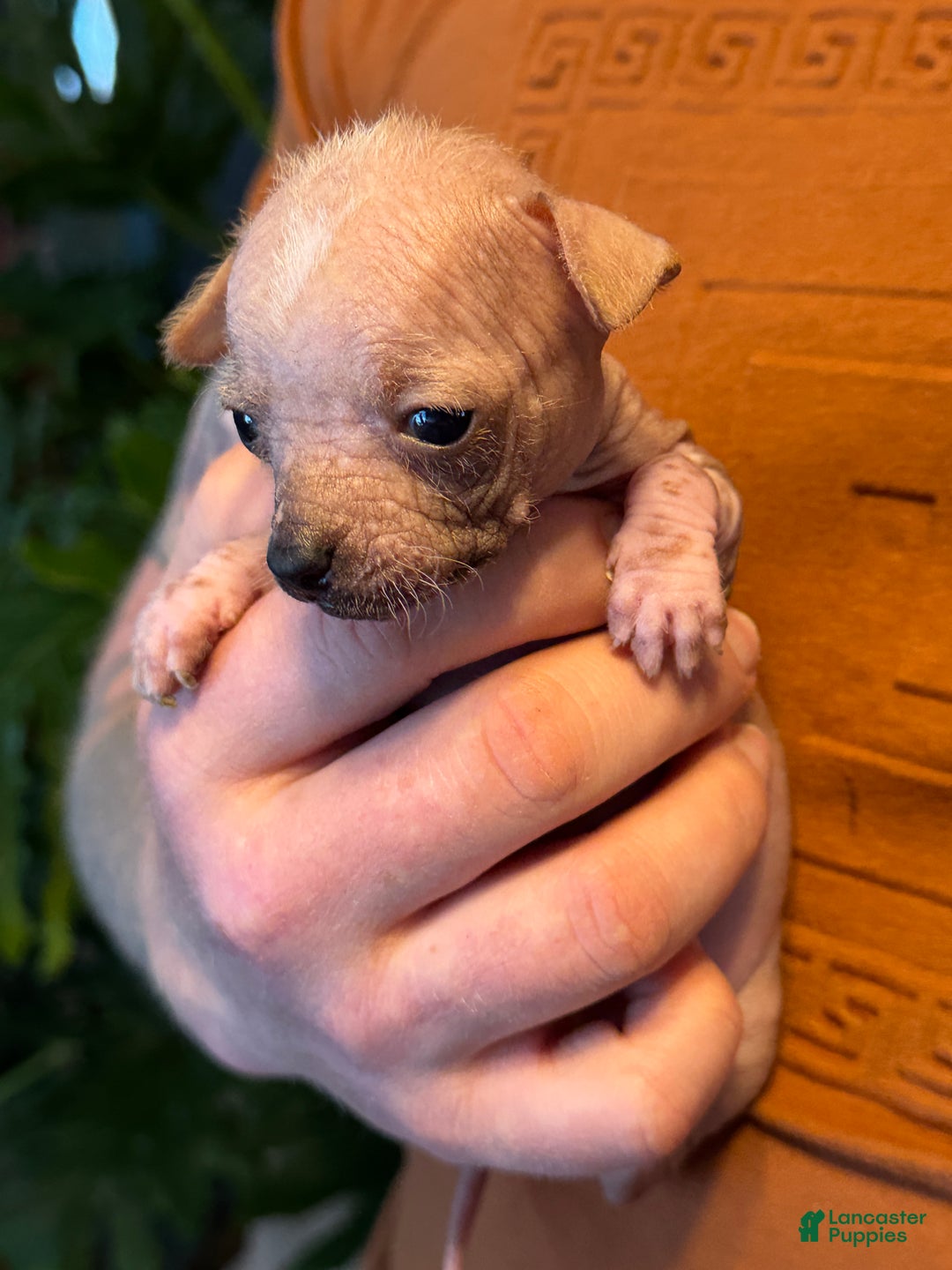 Mixed Breed dogs for sale: Princess  - Ad 16