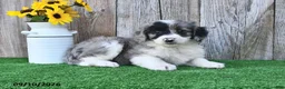 Mini Aussiedoodle dogs for sale: Jewel - Ad 4