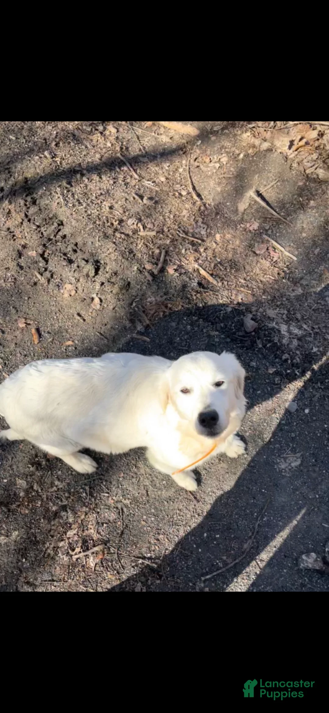 Golden Retriever dogs for sale: Bell - Ad 2