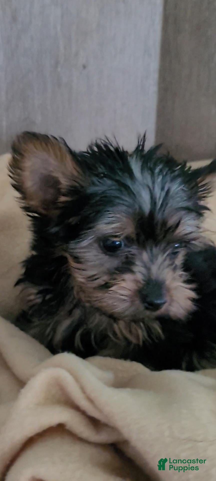 Twinkle (Yorkshire Terrier, Female) in Traverse City, MI