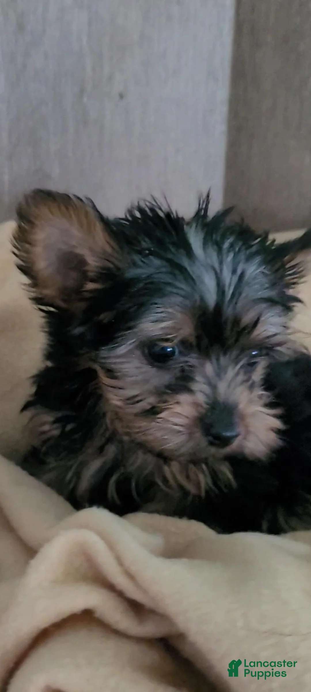 Yorkshire Terrier dogs for sale: Twinkle - Ad 1