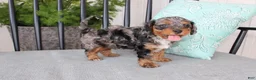 Cavapoo dogs for sale: Teddy - Ad 10