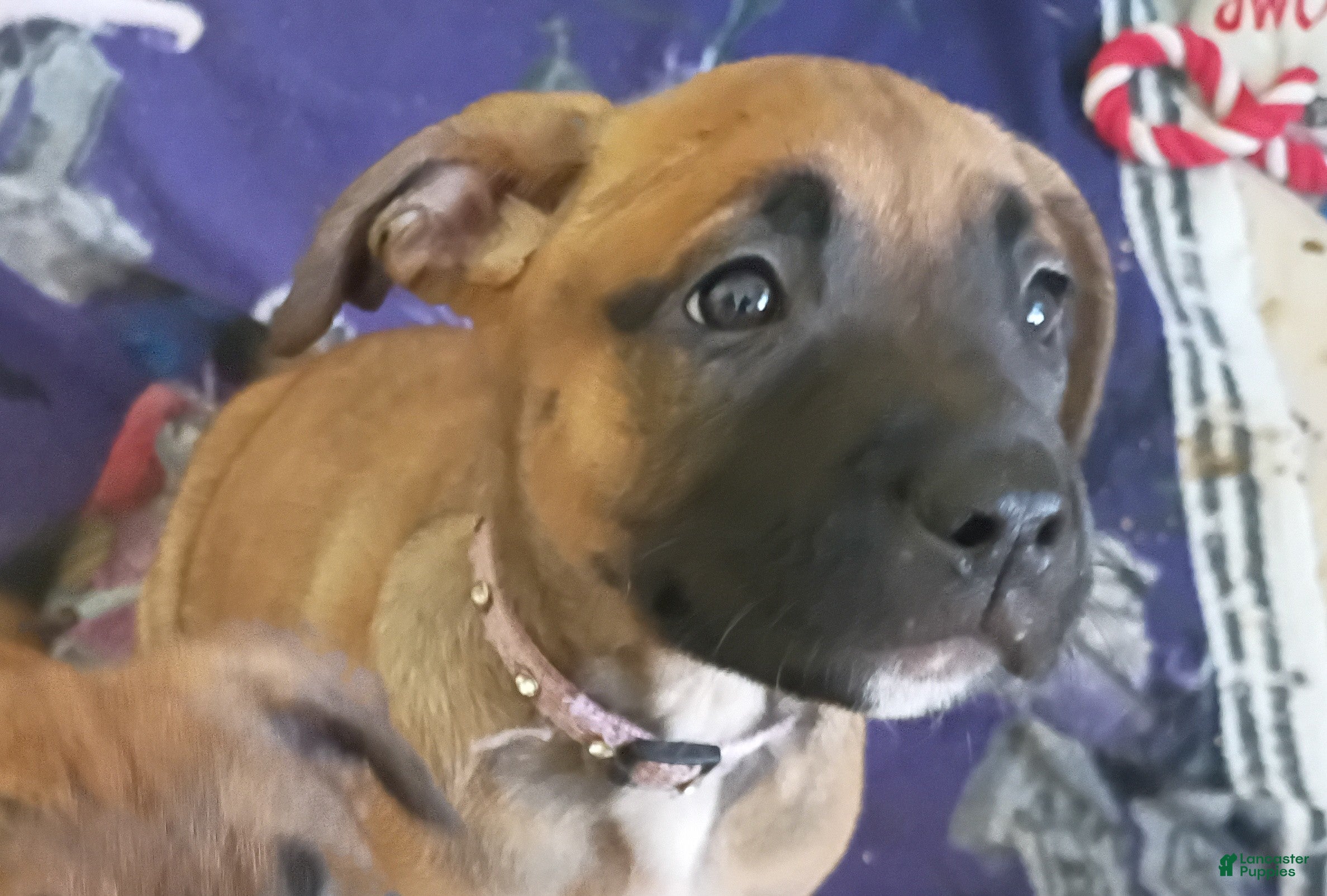 Mixed Breed dogs Mixed Breed 1 - Ad 40