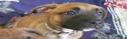 Mixed Breed dogs for sale: Mixed Breed 1 - Ad 1