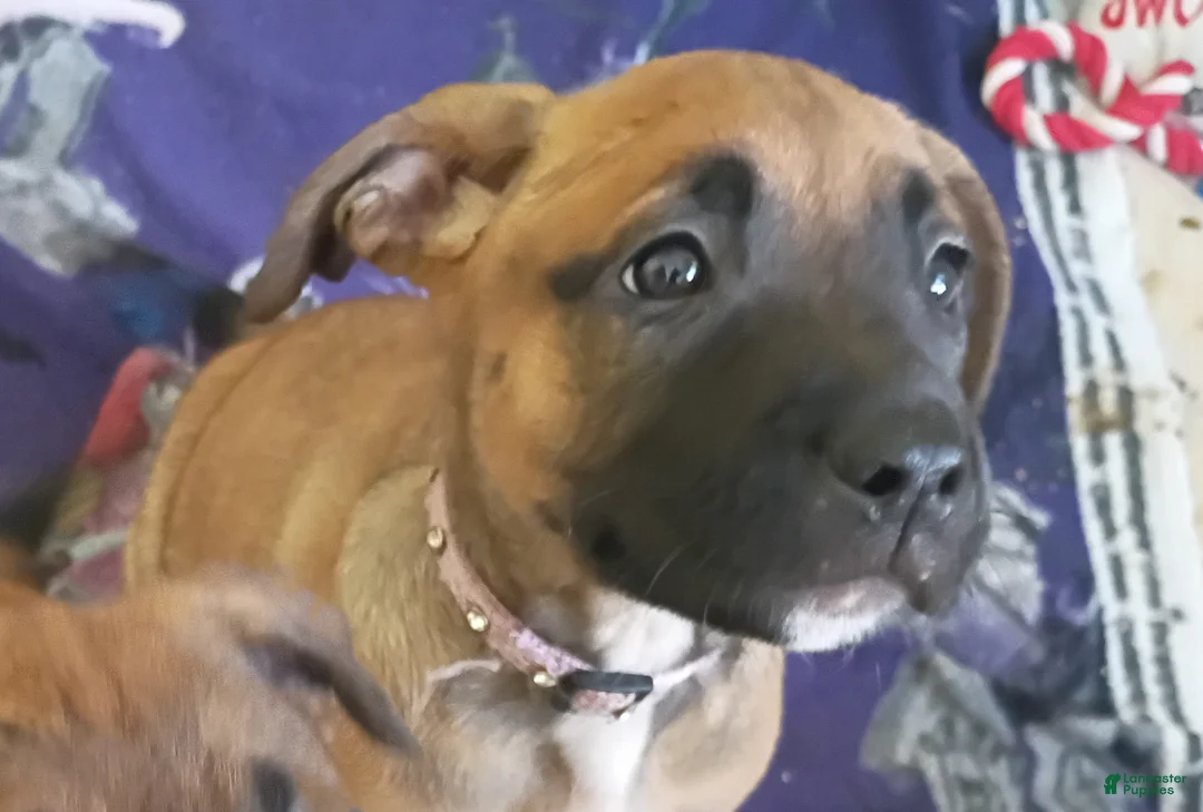 Mixed Breed dogs for sale: Mixed Breed 1 - Ad 1