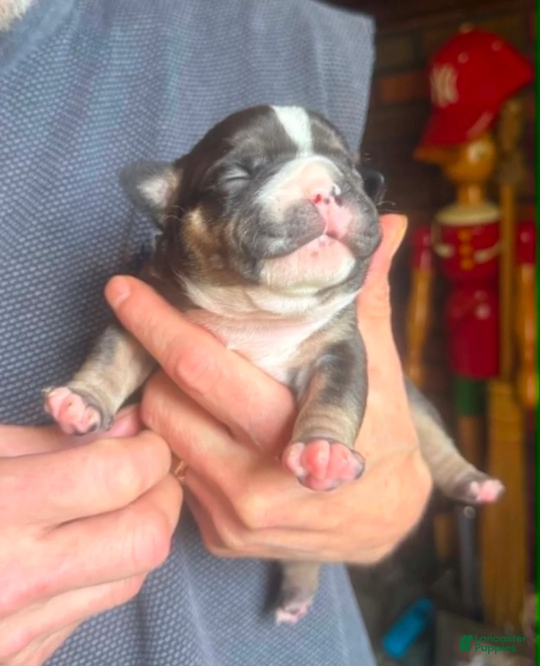 American Bully dogs for sale: Mini Me  - Ad 1