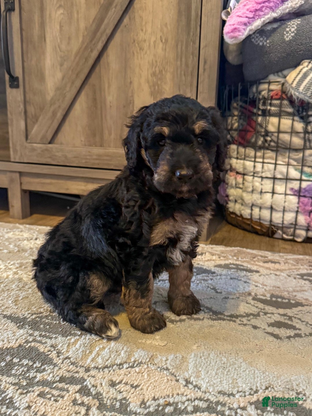 Aussiedoodle dogs for sale: Lizzy - Ad 2