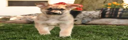 German Shepherd dogs for sale: Freeman - Ad 3