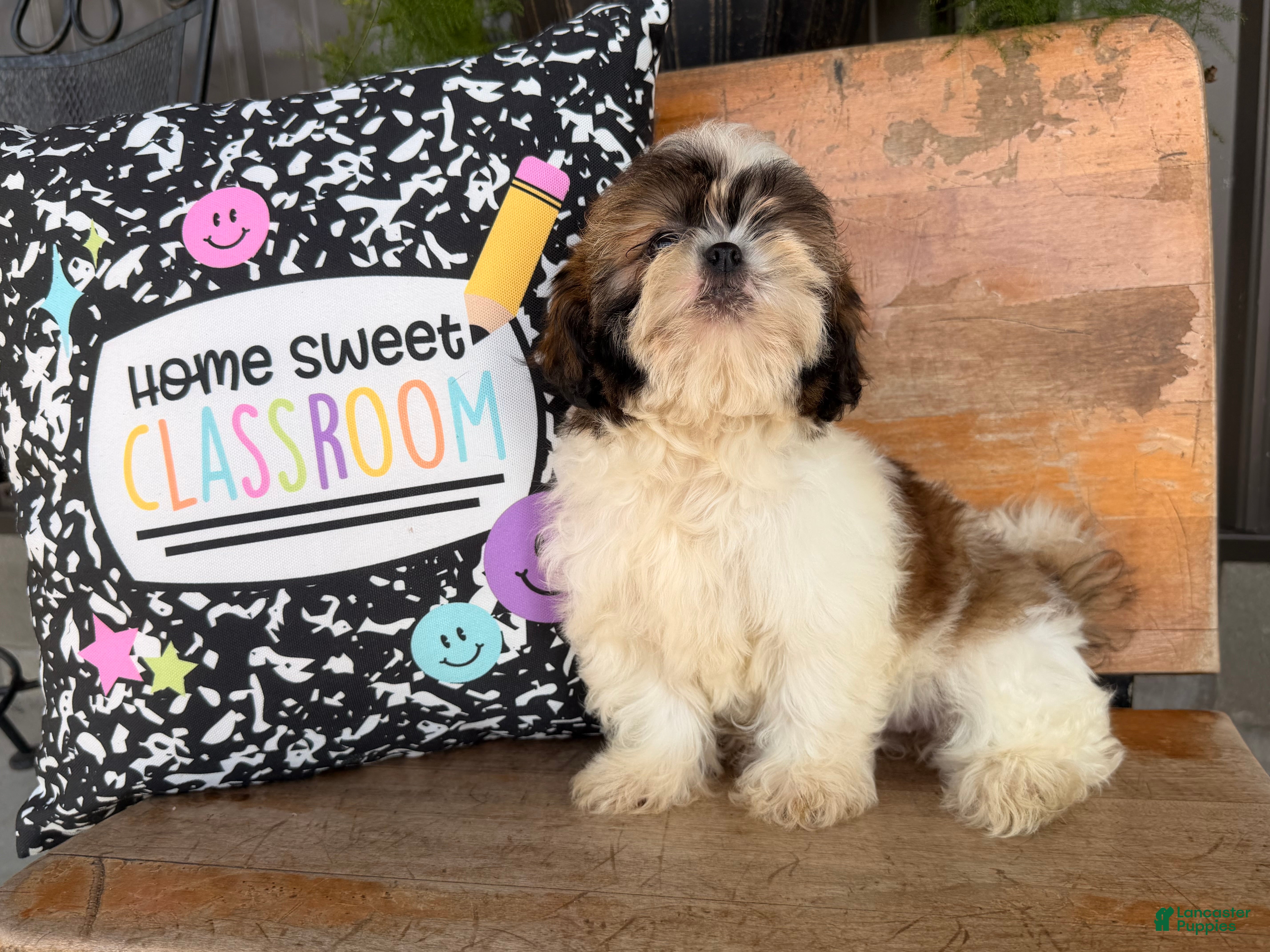 Shih Tzu dogs Queenie Shih Tzu  - Ad 1