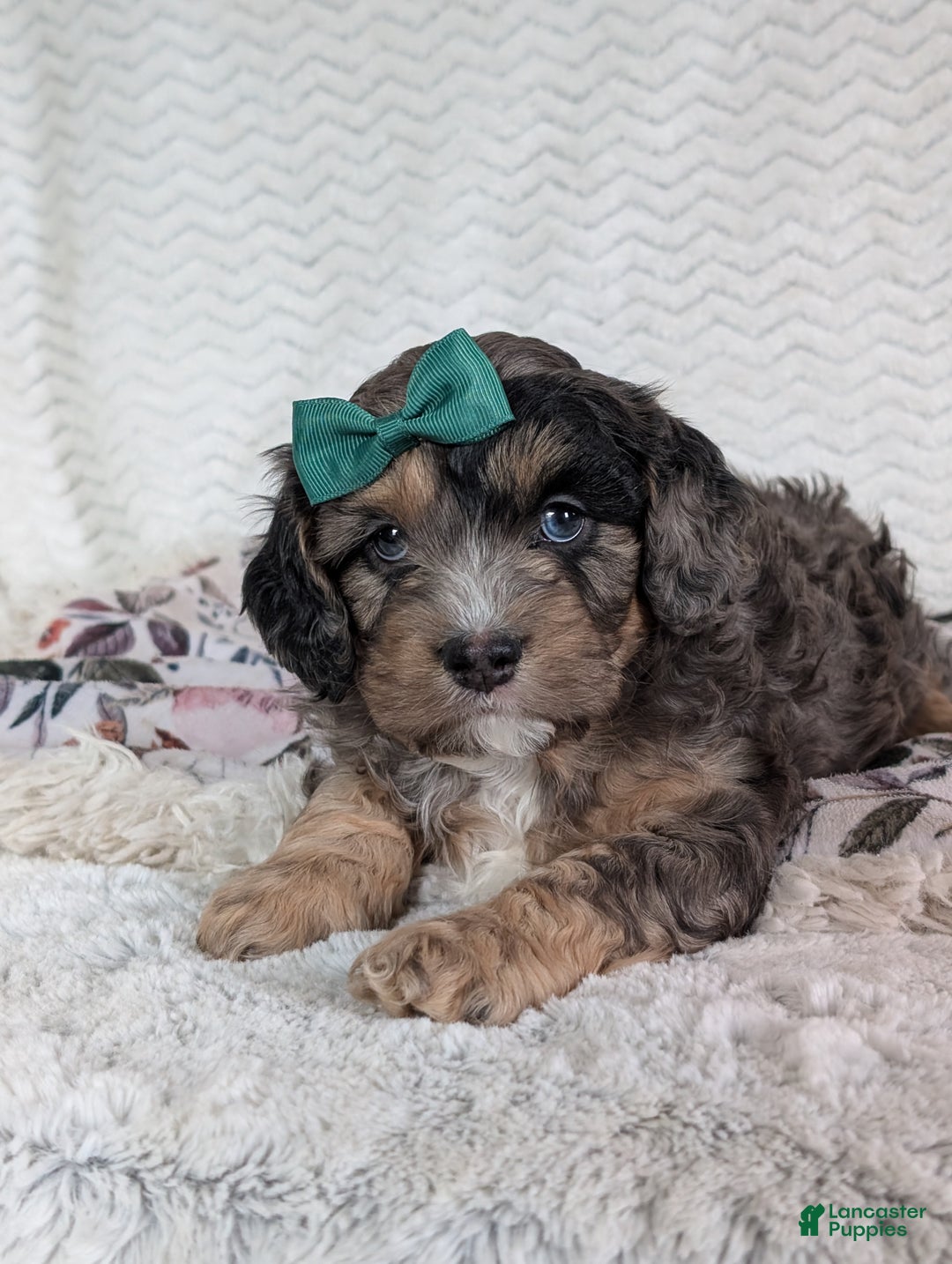 Cavapoo dogs for sale: Charlie  - Ad 17