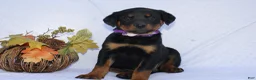 Rottweiler dogs for sale: Hank - Ad 7