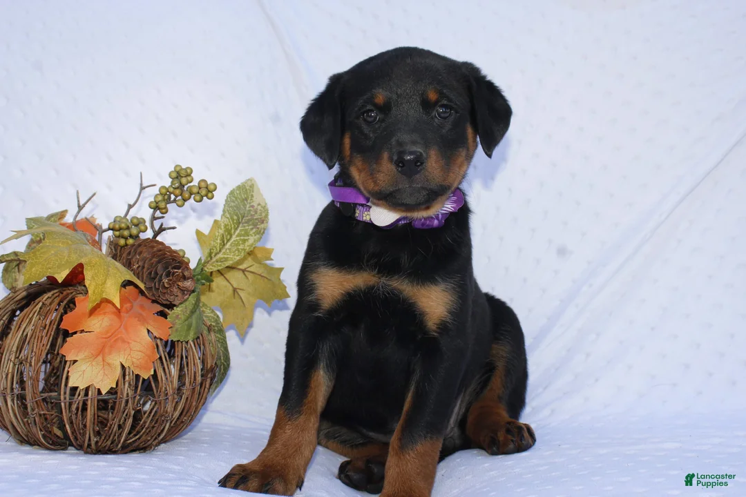 Rottweiler dogs for sale: Hank - Ad 7