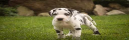 Great Dane dogs for sale: Bentley Great Dane  - Ad 5