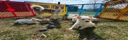 Pomsky dogs for sale: Pomsky Puppy 4 - Ad 7