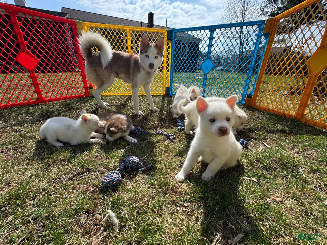 Pomsky dogs for sale: Pomsky Puppy 4 - Ad 7