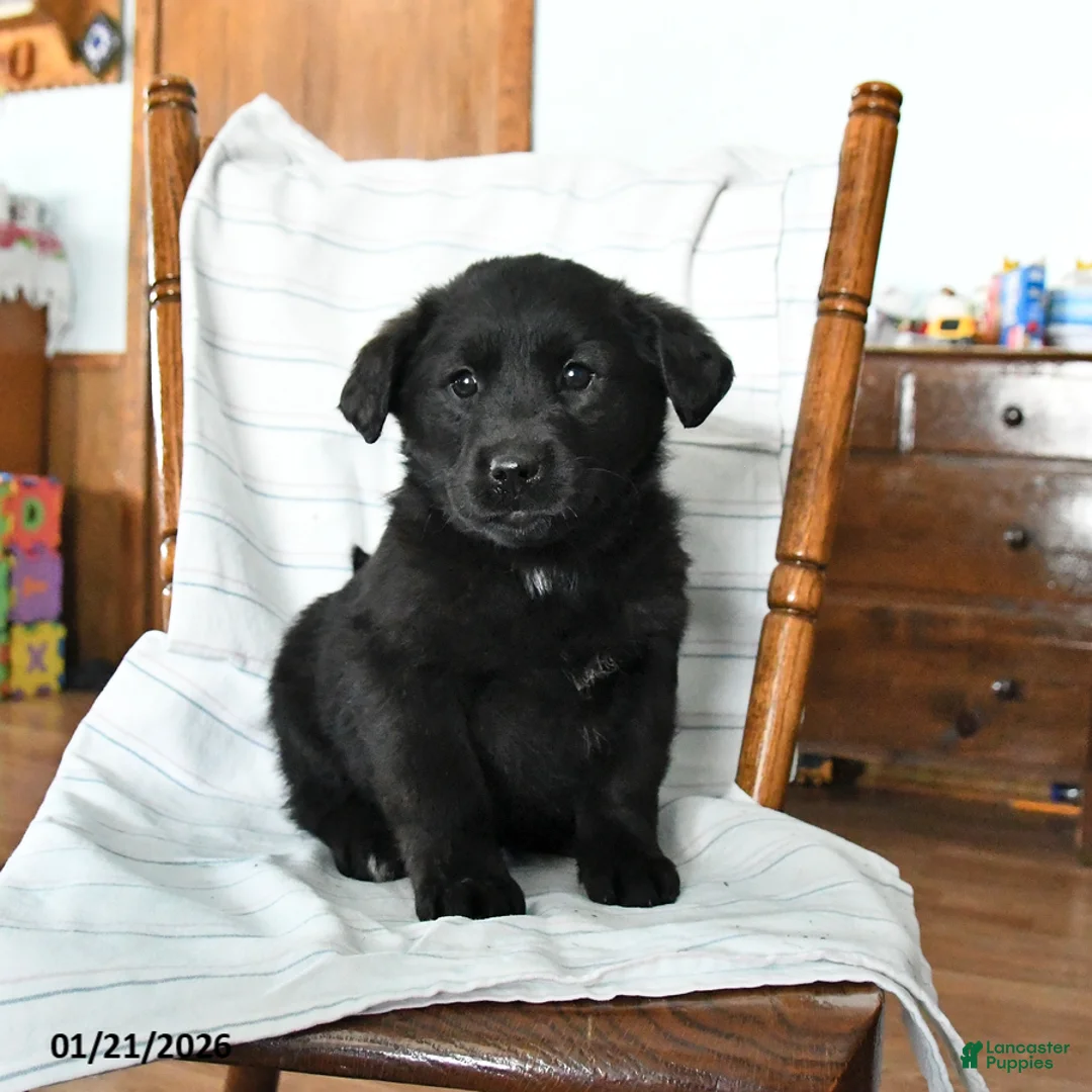 Mixed Breed dogs for sale: Bethany - Ad 1