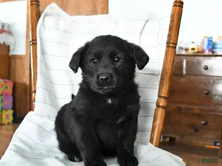 Mixed Breed dogs for sale: Bethany - Ad 2