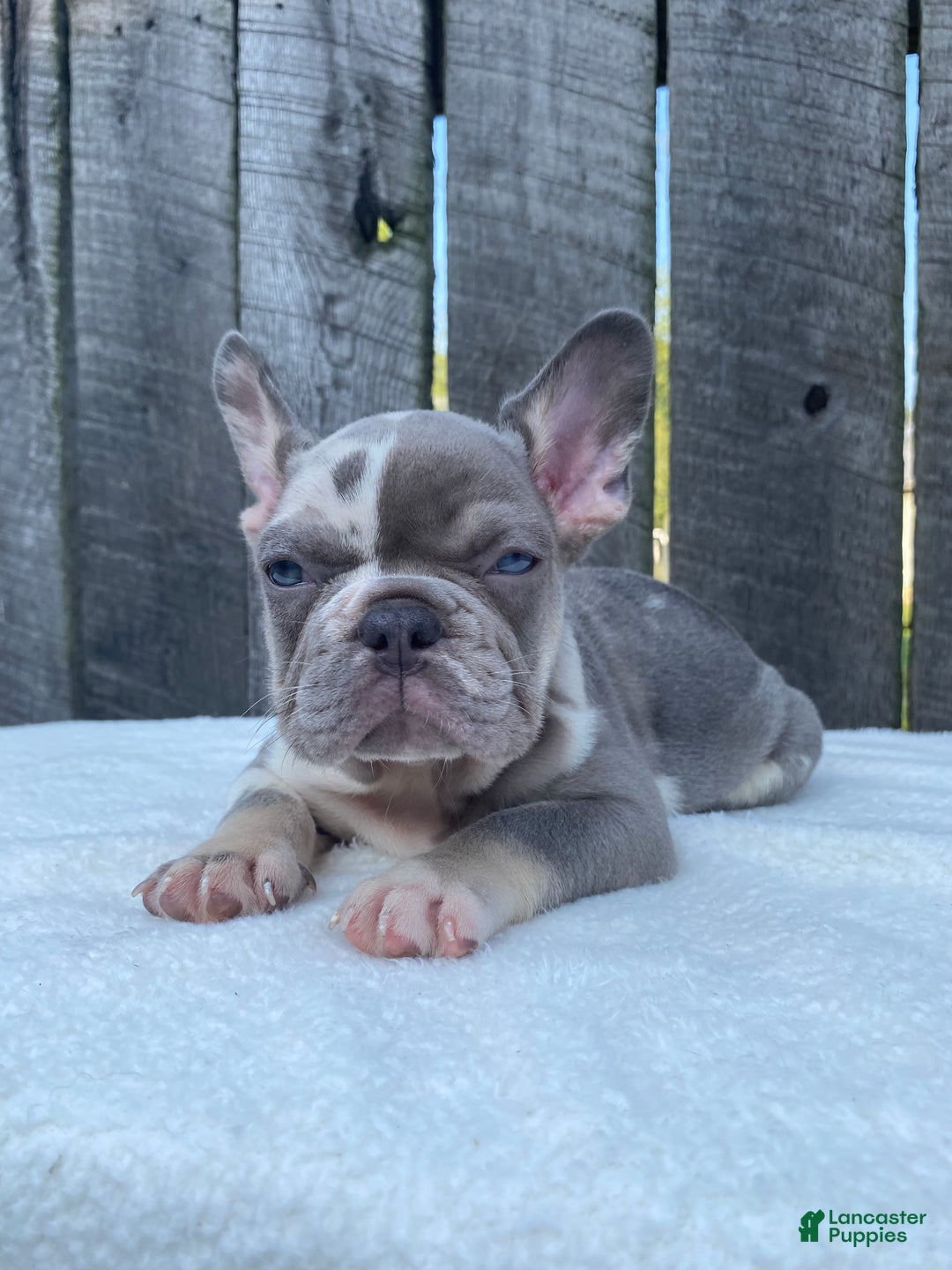 Gallery Image {{count}}