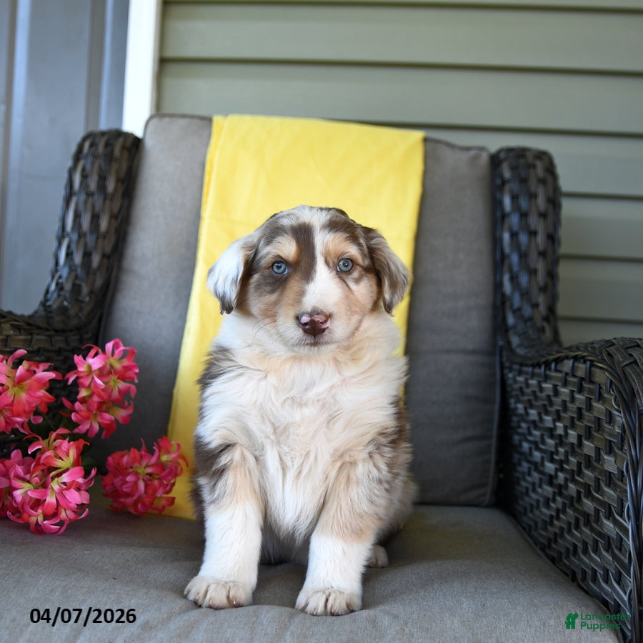 Australian Shepherd dogs Rowan - Ad 2