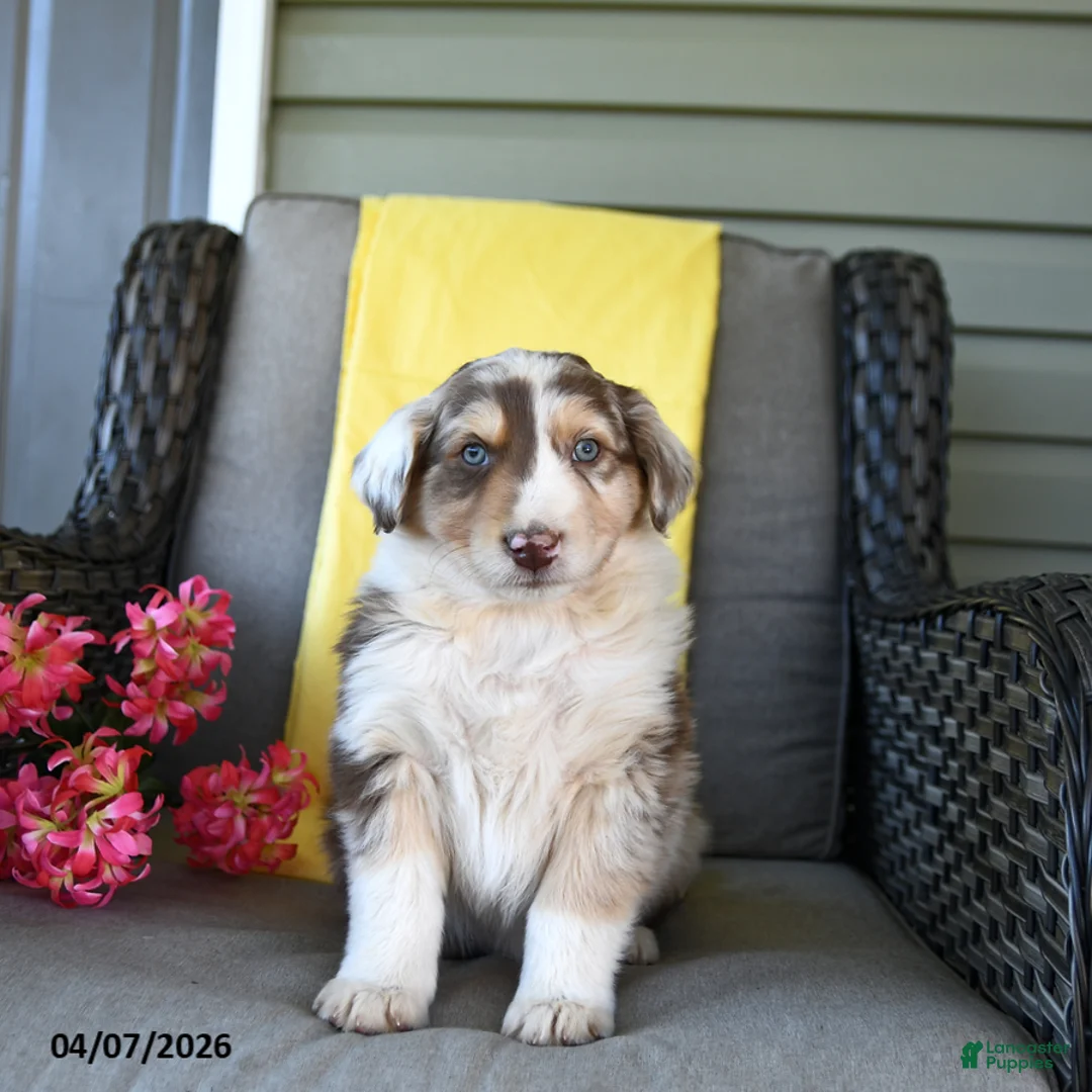 Australian Shepherd dogs for sale: Rowan - Ad 2