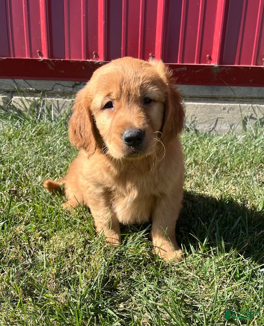 Golden Retriever dogs for sale: Miley - Ad 3