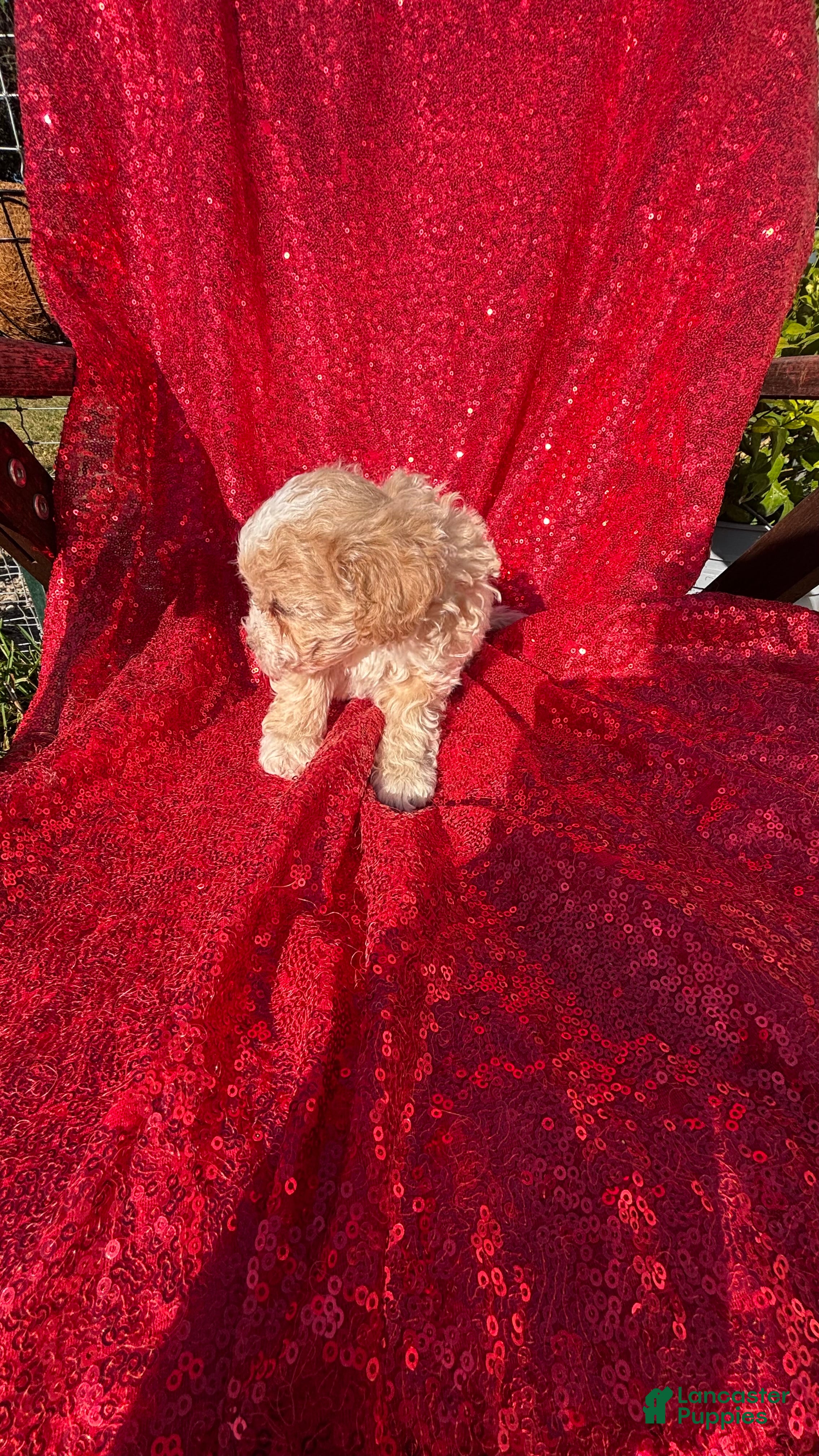 Toy Poodle dogs for sale: Toy Poodle 2 - Ad 2
