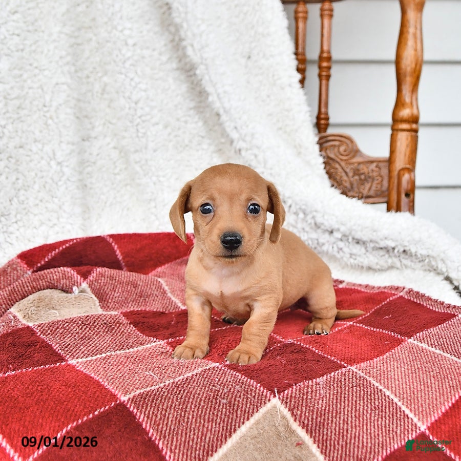 Miniature Dachshund dogs Annie - Ad 2