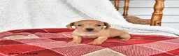Miniature Dachshund dogs for sale: Annie - Ad 2