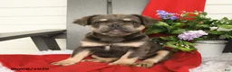 French Bulldog dogs for sale: Hetty - Ad 4