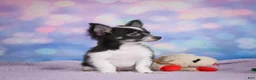 Chihuahua dogs for sale: winston - Ad 6