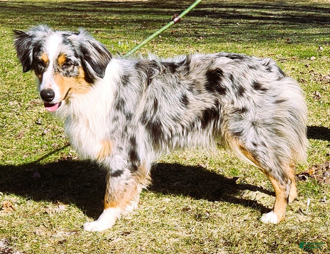 Australian Shepherd dogs for sale: Tundra - Ad 10