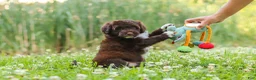 Portuguese Water Dog dogs for sale: Nora - Ad 8