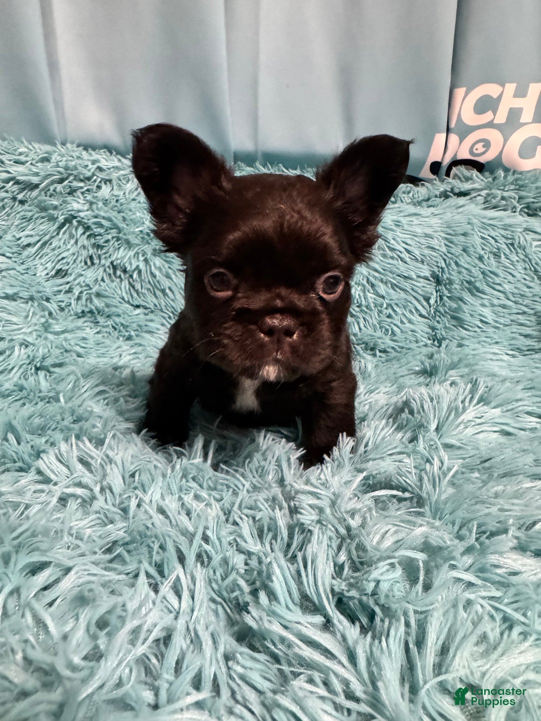French Bulldog dogs for sale: Nacho - Ad 1