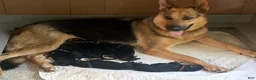 German Shepherd dogs for sale: Navy - Ad 18
