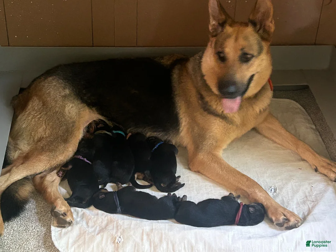 German Shepherd dogs for sale: Navy - Ad 18